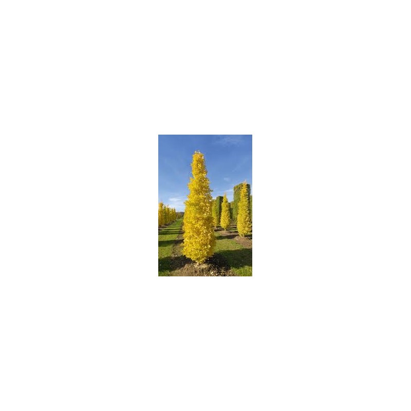 GINKGO BILOBA ARBRE AUX 40 ECUS pot de 15 litres