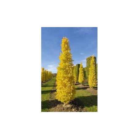 GINKGO BILOBA ARBRE AUX 40 ECUS pot de 15 litres GINKGO BILOBA ARBRE AUX 40 ECUS pot de 15 litres