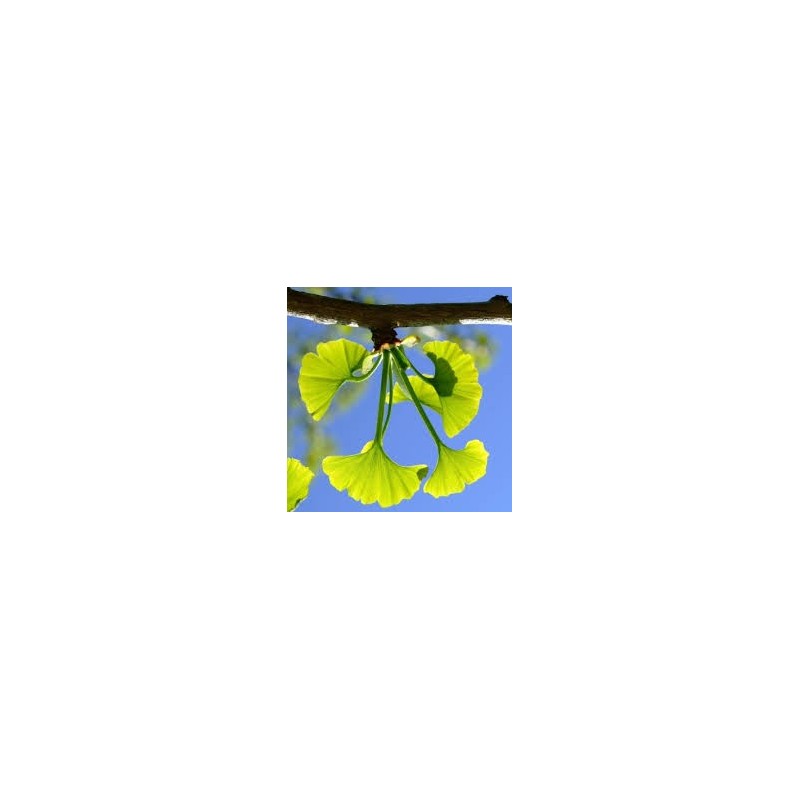 GINKGO BILOBA ARBRE AUX 40 ECUS pot de 15 litres