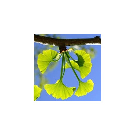 GINKGO BILOBA ARBRE AUX 40 ECUS pot de 15 litres GINKGO BILOBA ARBRE AUX 40 ECUS pot de 15 litres