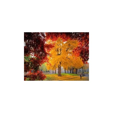 GINKGO BILOBA ARBRE AUX 40 ECUS pot de 15 litres GINKGO BILOBA ARBRE AUX 40 ECUS pot de 15 litres