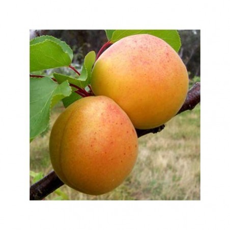 ABRICOTIER CANINO PRUNUS ARMENIACA C10 fruitier ABRICOTIER CANINO PRUNUS ARMENIACA C10 fruitier