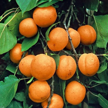 ABRICOTIER CANINO PRUNUS ARMENIACA C10 fruitier ABRICOTIER CANINO PRUNUS ARMENIACA C10 fruitier