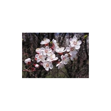 ABRICOTIER CANINO PRUNUS ARMENIACA C10 fruitier