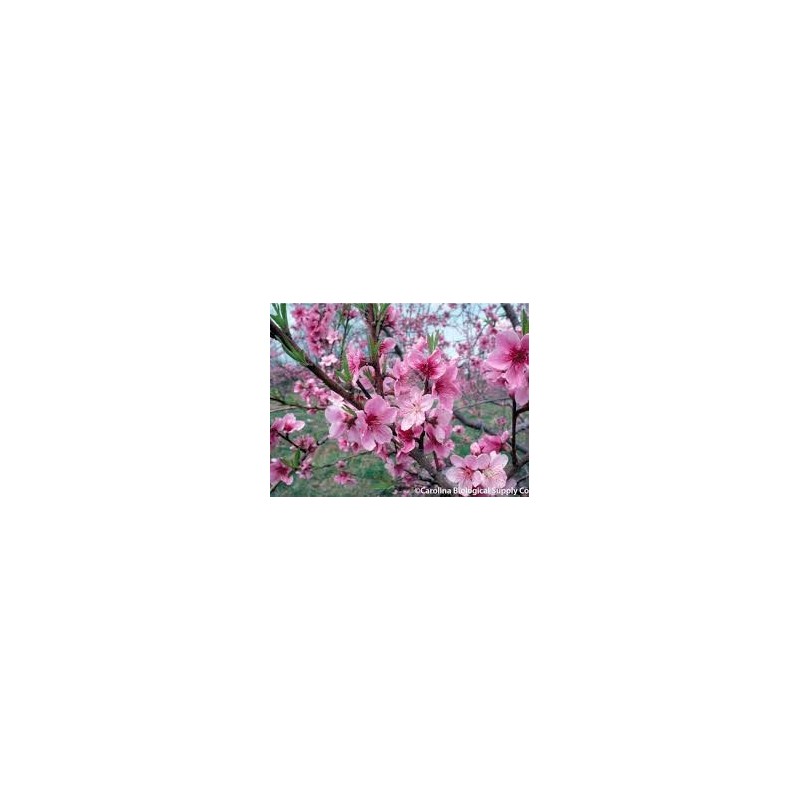 PECHER PRUNUS PERSICA DIXIRED C4 GOBELET fruitier