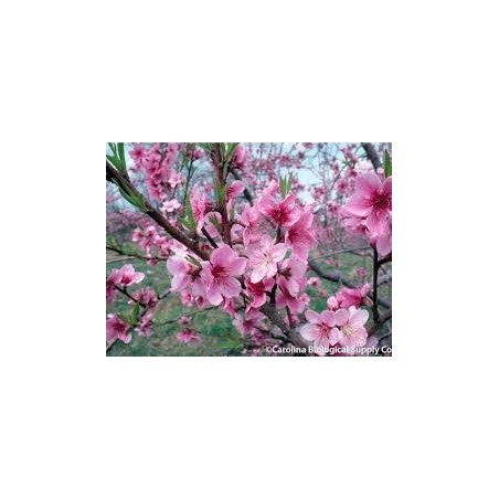 PECHER PRUNUS PERSICA DIXIRED C4 GOBELET fruitier