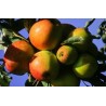 POMMIER REINETTE D ARMORIQUE C10 fruitier