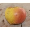 POMMIER REINETTE D ARMORIQUE C10 fruitier