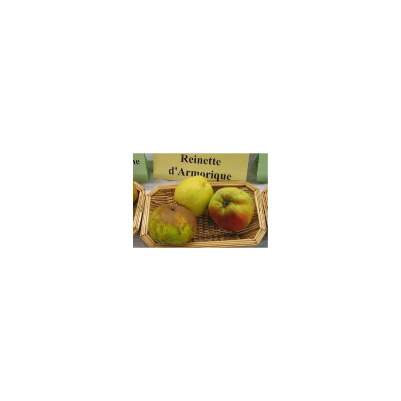 POMMIER REINETTE D ARMORIQUE C10 fruitier