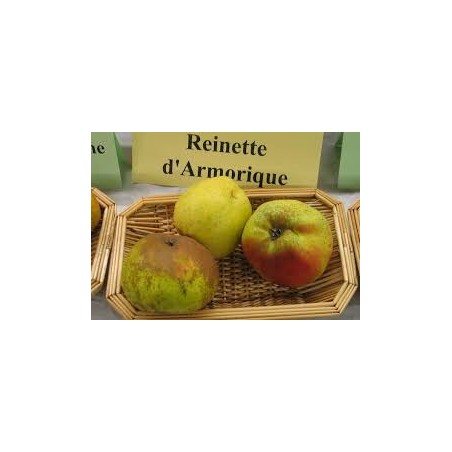 POMMIER REINETTE D ARMORIQUE C10 fruitier