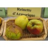 POMMIER REINETTE D ARMORIQUE C10 fruitier