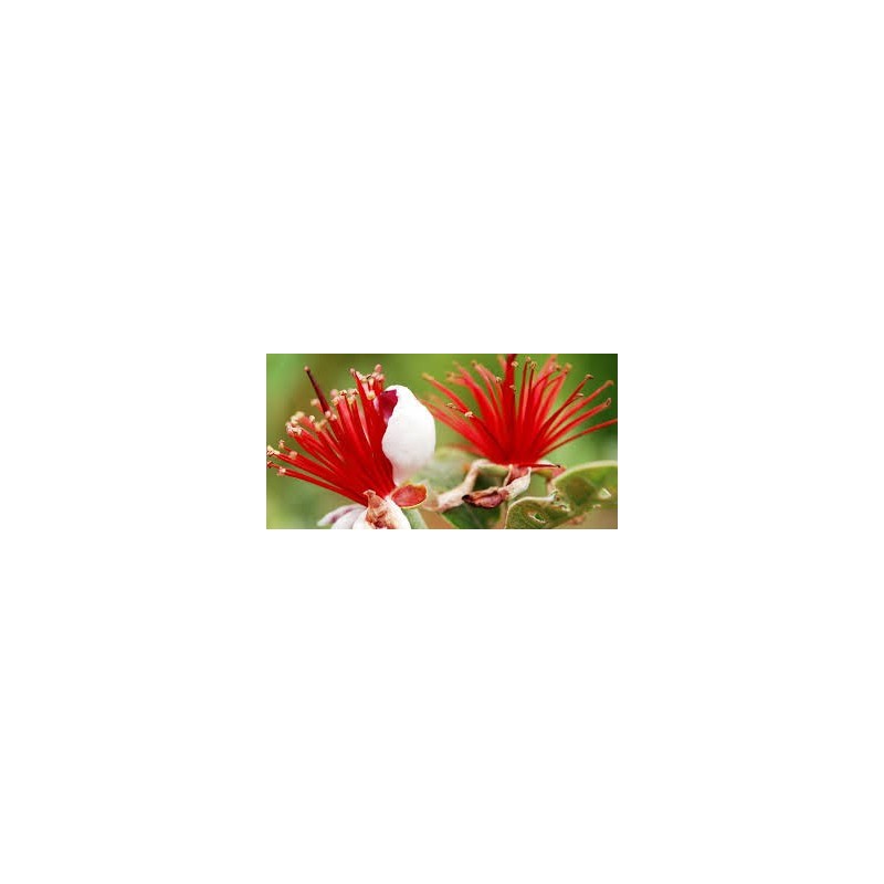 GOYAVIER DU BRESIL FEIJOA ACCA SELLOWIANA C4.5 TF/BU