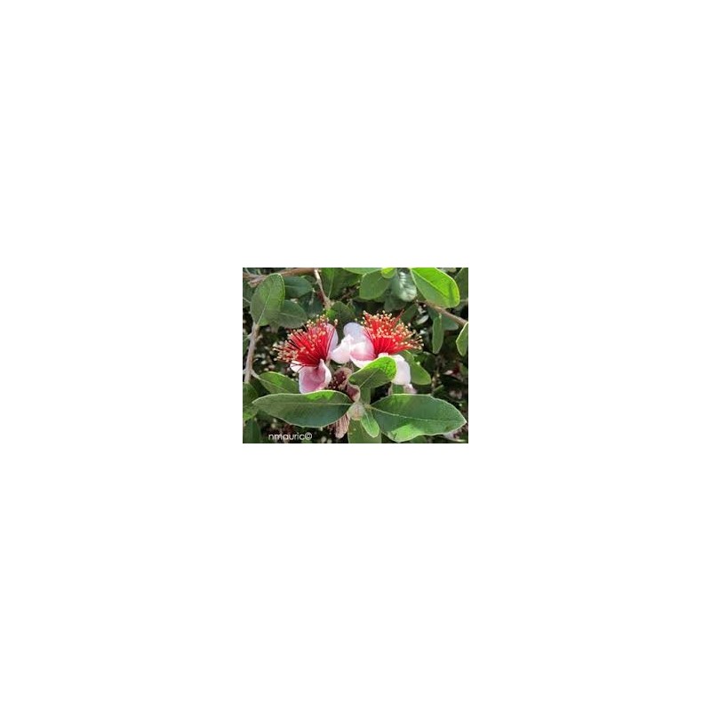 GOYAVIER DU BRESIL FEIJOA ACCA SELLOWIANA C4.5 TF/BU