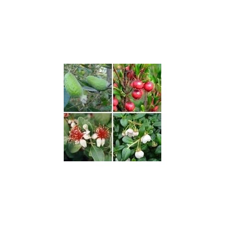 GOYAVIER DU BRESIL FEIJOA ACCA SELLOWIANA C4.5 TF/BU GOYAVIER DU BRESIL FEIJOA ACCA SELLOWIANA C4.5 TF/BU