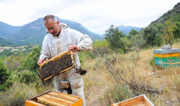 Apiculture chez Rural Master