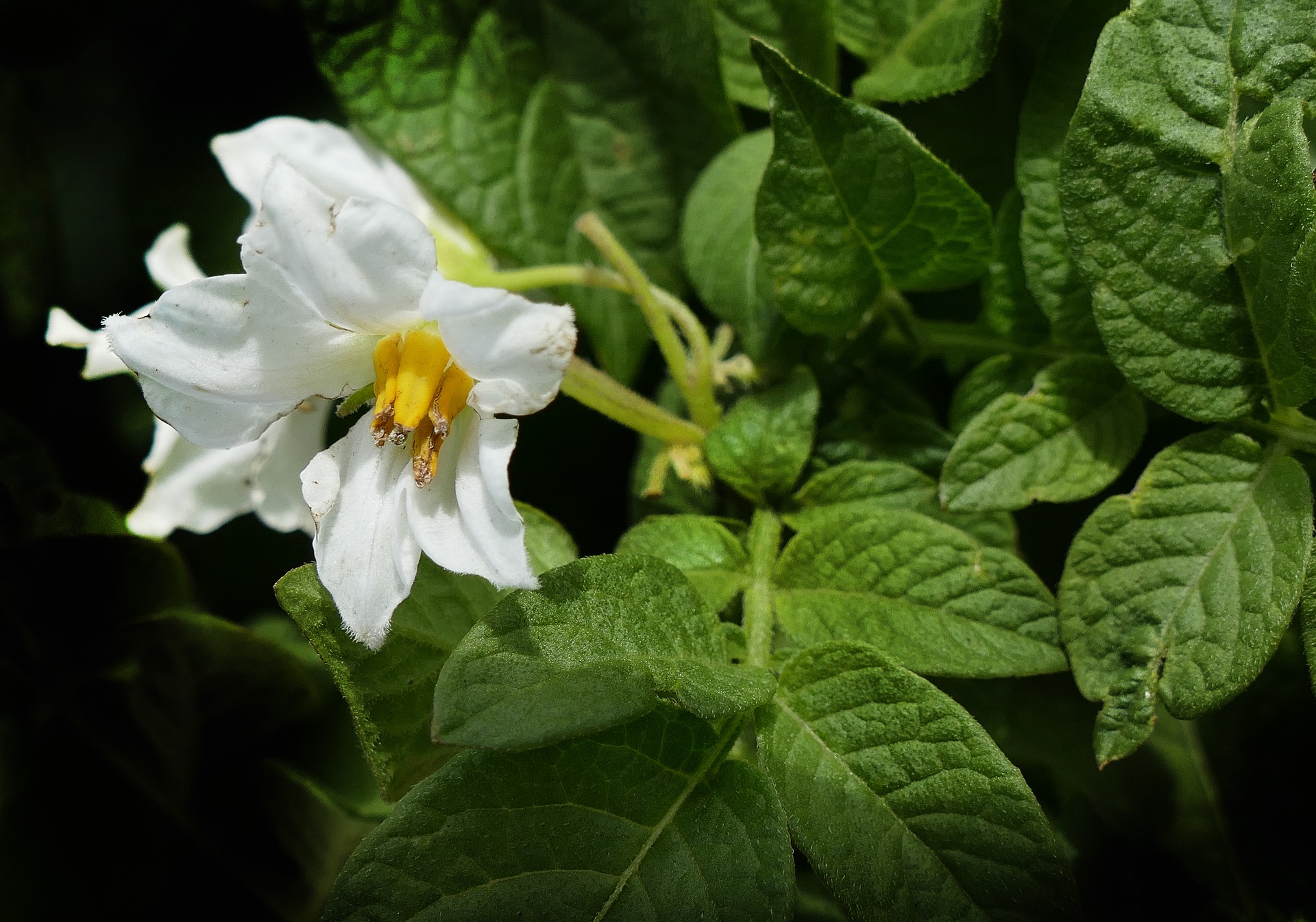 Fleur de pomme de terre