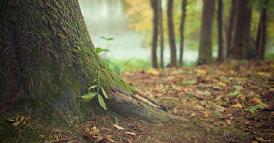 Grosse pile de coupes rondes de bois d'arbre, tronçonneuse électrique  rouge. Les grumes sont sciées à partir des troncs de bouleau empilés dans  une pile. Bois de chauffage de bouleau. Compost s