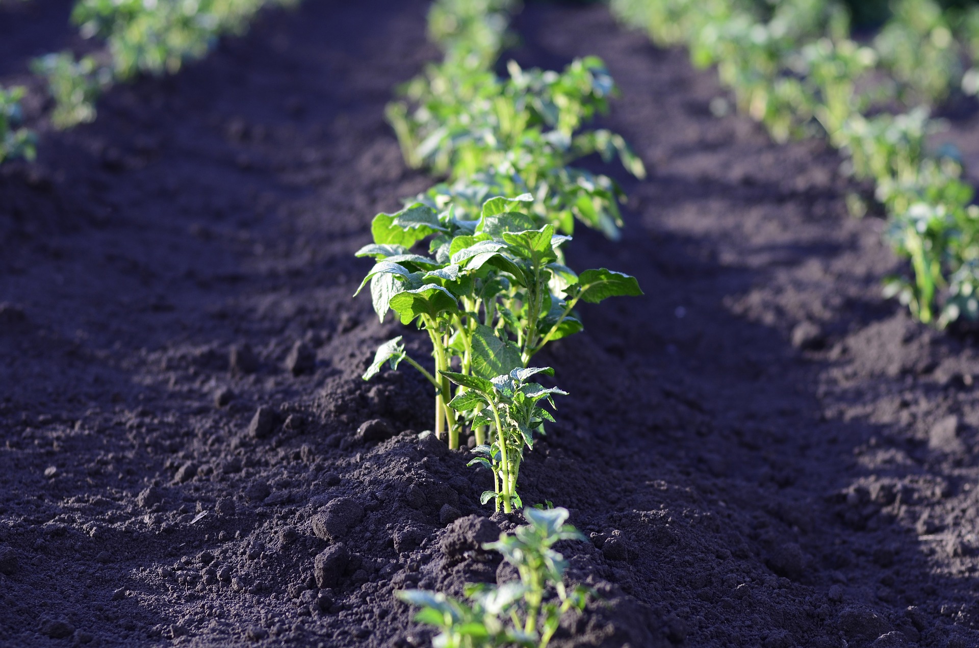 Planter ses plants de pommes de terre