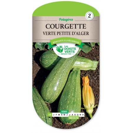 COURGETTE VERTE PETITE D ALGER cat2 COURGETTE VERTE PETITE D ALGER cat2
