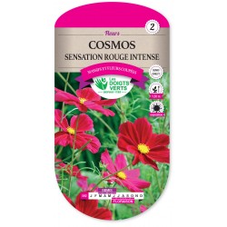 COSMOS SULFUREUS BRIGHTLIGHTS CAT2