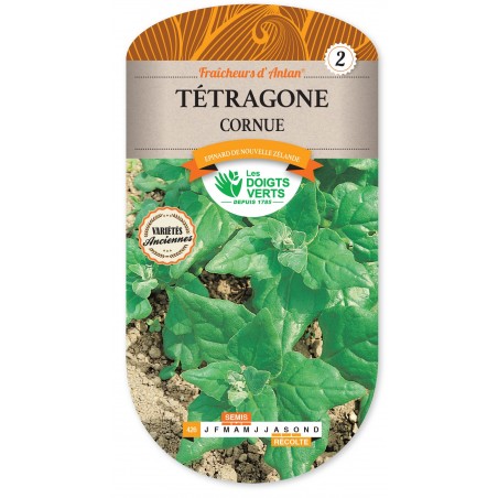 TETRAGONE CORNUE CAT2 TETRAGONE CORNUE CAT2