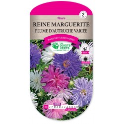 REINE MARG PLUME AUTRUCHE VAR  cat2