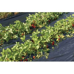 FILM DE PAILLAGE FRAISES...