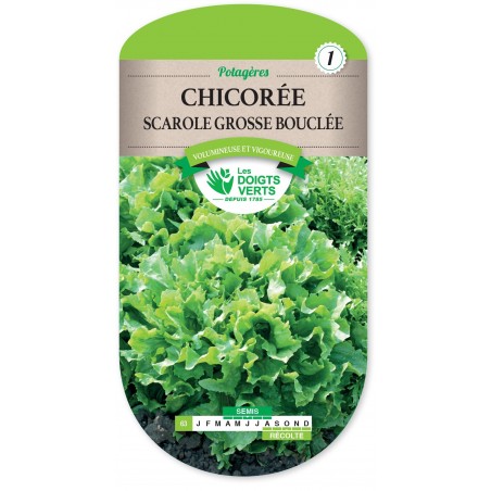 CHICOREE SCAROLE CHICOREE SCAROLE