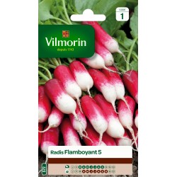 RADIS FLAMBOYANT 5 - VILMORIN