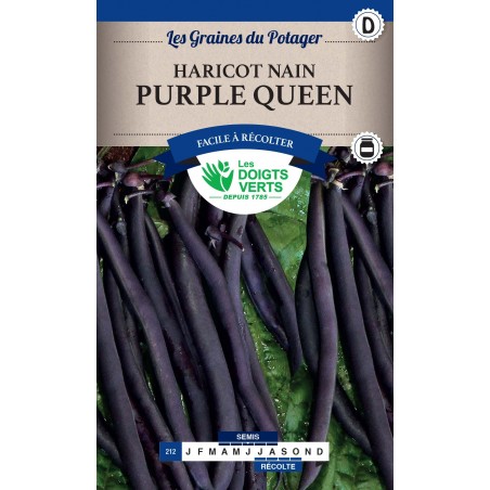 HARICOT NAIN PURPLE QUEEN 250G CATD