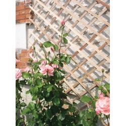 TREILLIS BOIS 0.50X1.50M -...