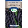 HARICOT NAIN PURPLE QUEEN 250G CATD