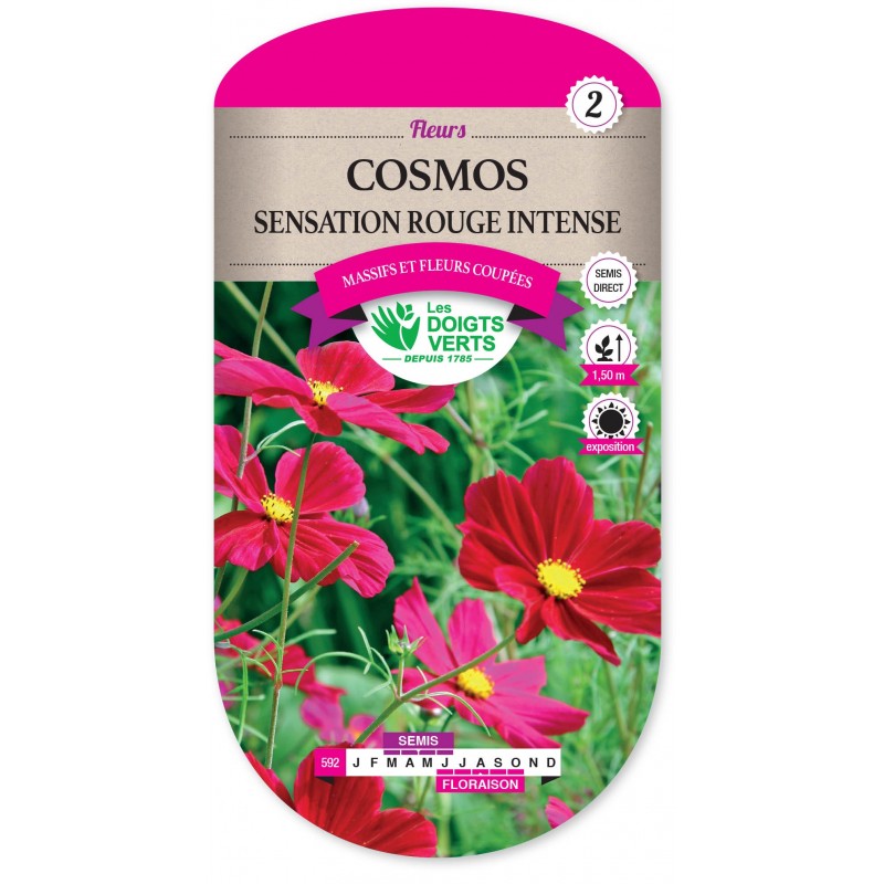 COSMOS SULFUREUS BRIGHTLIGHTS CAT2