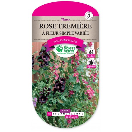 ROSE TREMIERE A FLEUR SIMPLE VARIEE CAT3