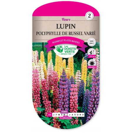 LUPIN POLYPHYLLE DE RUSSEL VARIE cat2