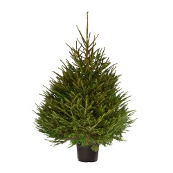 SAPIN EPICEA EN POT 100-125CM