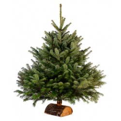 SAPIN NORDMANN COUPÉ...