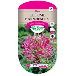CLÉOME PUNGENS REINE ROSE -...