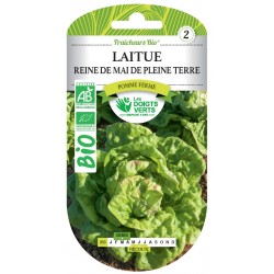 LAITUE REINE DE MAI DE...