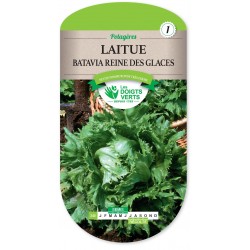 LAITUE BATAVIA REINE DES GLACES