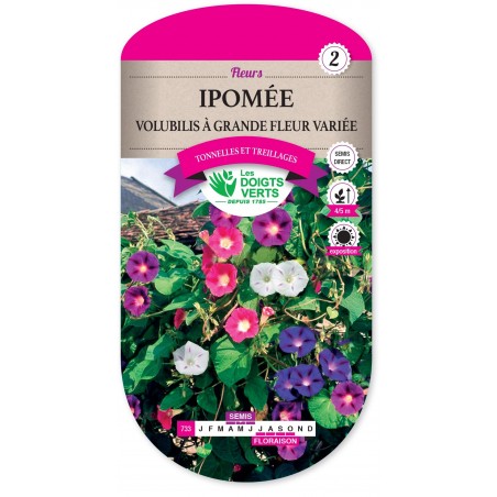 IPOMÉE VOLUBILIS À GRANDE FLEUR VARIÉE cat2 IPOMÉE VOLUBILIS À GRANDE FLEUR VARIÉE cat2