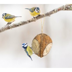 NOIX DE COCO A LA GRAISSE -...