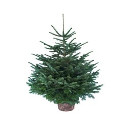SAPIN NORDMANN EN POT...