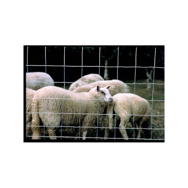 GRILLAGE MOUTON 50M GRILLAGE MOUTON 50M