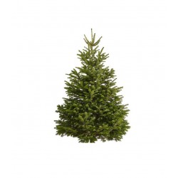 SAPIN NORDMANN COUPÉ 200-250CM