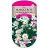 MARGUERITE DES PRES SHASTA DAISY