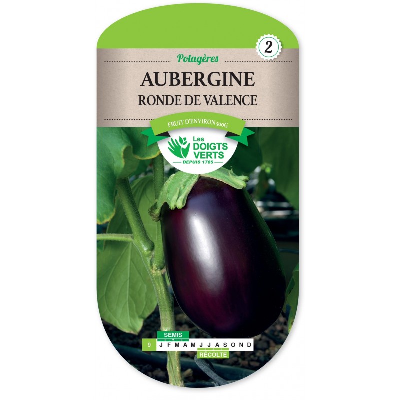 AUBERGINE RONDE DE VALENCE CAT2