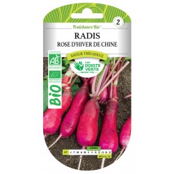 RADIS ROSE D'HIVER DE CHINE...