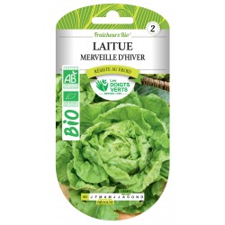 LAITUE MERVEILLE D'HIVER...