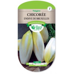 CHICOREE ENDIVE DE BRUXELLES cat1